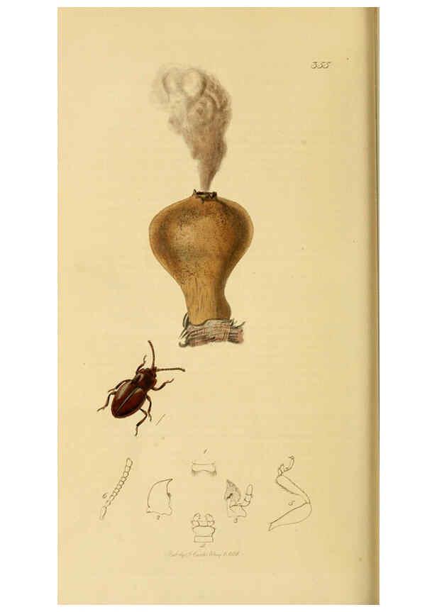 Reproducción/Reproduction 6021914257: British entomology. v.2 London,Printed for the author,1823-40