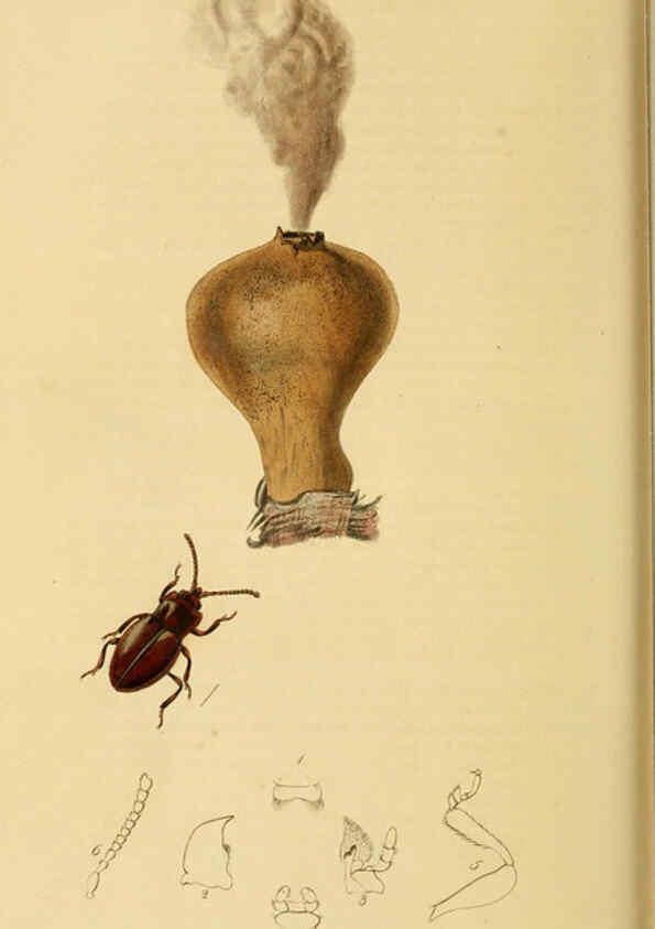 Reproducción/Reproduction 6021914257: British entomology. v.2 London,Printed for the author,1823-40