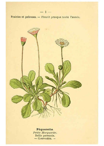 Reproducción/Reproduction 6022542124: Atlas de poche des plantes des champs, des prairies et des bois Paris :P. Klincksieck,[1894] 
