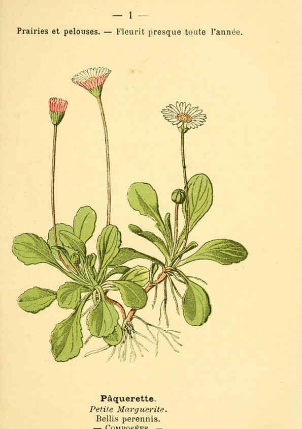 Reproducción/Reproduction 6022542124: Atlas de poche des plantes des champs, des prairies et des bois Paris :P. Klincksieck,[1894] 