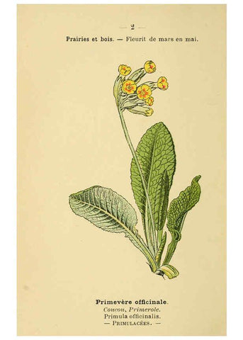 Reproducción/Reproduction 6021985625: Atlas de poche des plantes des champs, des prairies et des bois Paris :P. Klincksieck,[1894] 