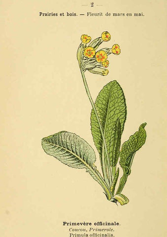 Reproducción/Reproduction 6021985625: Atlas de poche des plantes des champs, des prairies et des bois Paris :P. Klincksieck,[1894] 
