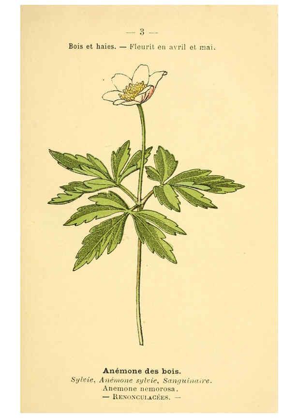 Reproducción/Reproduction 6022543104: Atlas de poche des plantes des champs, des prairies et des bois Paris :P. Klincksieck,[1894] 