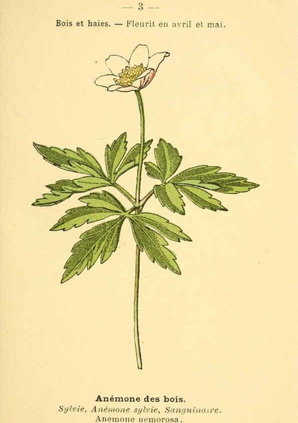 Reproducción/Reproduction 6022543104: Atlas de poche des plantes des champs, des prairies et des bois Paris :P. Klincksieck,[1894] 
