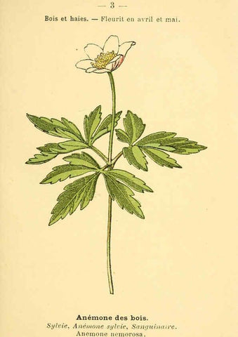 Reproducción/Reproduction 6022543104: Atlas de poche des plantes des champs, des prairies et des bois Paris :P. Klincksieck,[1894] 