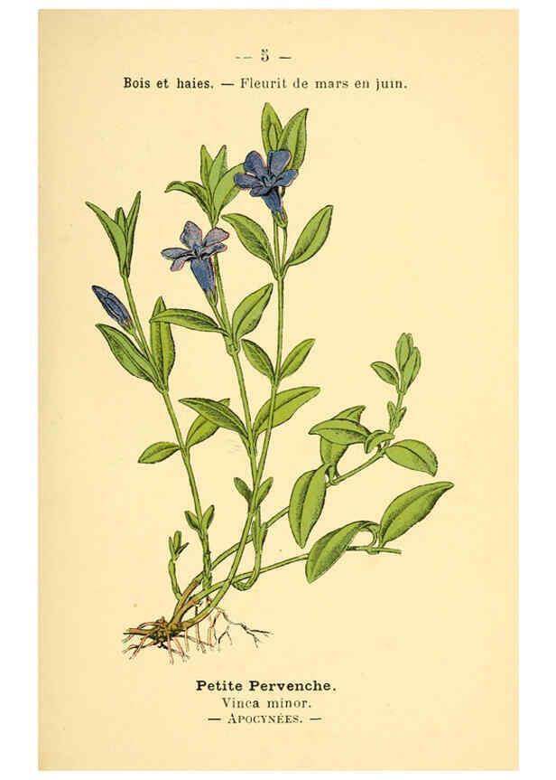 Reproducción/Reproduction 6022543932: Atlas de poche des plantes des champs, des prairies et des bois Paris :P. Klincksieck,[1894] 
