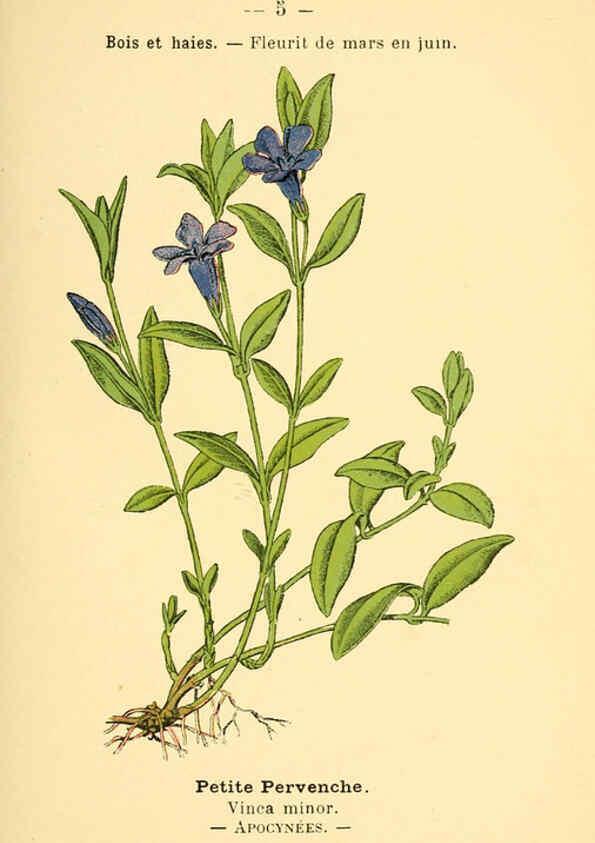Reproducción/Reproduction 6022543932: Atlas de poche des plantes des champs, des prairies et des bois Paris :P. Klincksieck,[1894] 