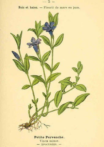 Reproducción/Reproduction 6022543932: Atlas de poche des plantes des champs, des prairies et des bois Paris :P. Klincksieck,[1894] 