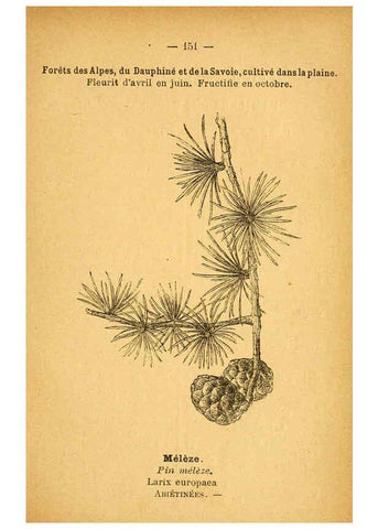 Reproducción/Reproduction 6022051331: Atlas de poche des plantes des champs, des prairies et des bois Paris :P. Klincksieck,[1894] 