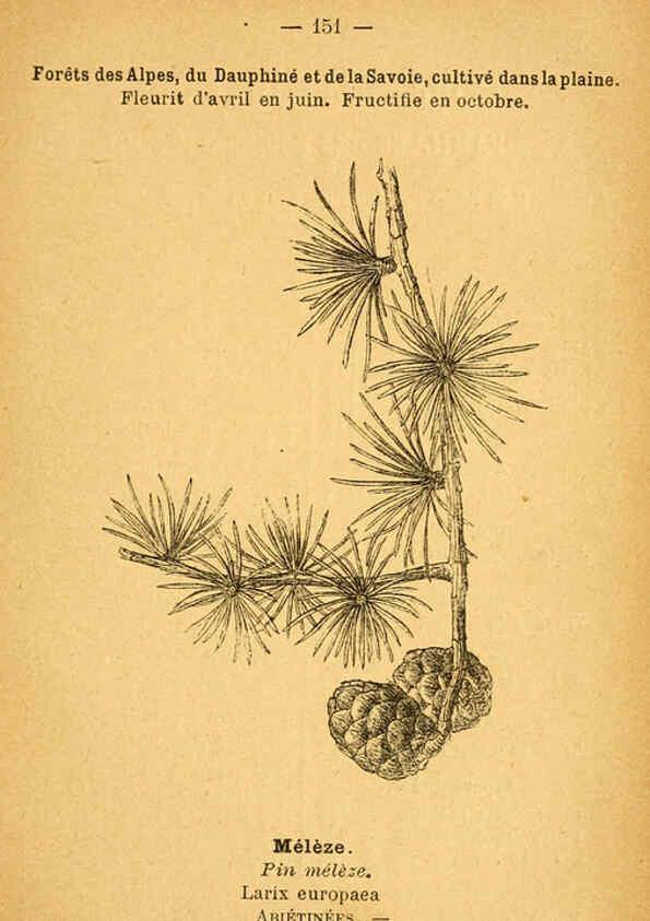 Reproducción/Reproduction 6022051331: Atlas de poche des plantes des champs, des prairies et des bois Paris :P. Klincksieck,[1894] 