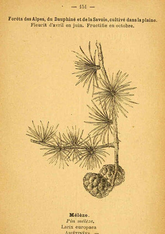 Reproducción/Reproduction 6022051331: Atlas de poche des plantes des champs, des prairies et des bois Paris :P. Klincksieck,[1894] 