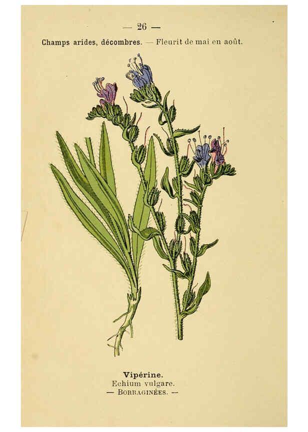 Reproducción/Reproduction 6021994455: Atlas de poche des plantes des champs, des prairies et des bois Paris :P. Klincksieck,[1894] 