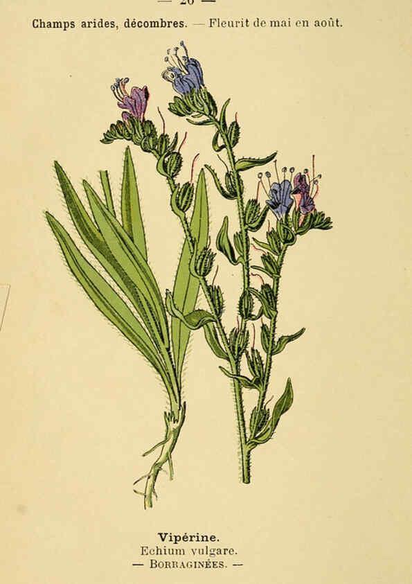 Reproducción/Reproduction 6021994455: Atlas de poche des plantes des champs, des prairies et des bois Paris :P. Klincksieck,[1894] 