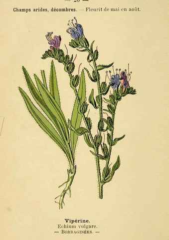 Reproducción/Reproduction 6021994455: Atlas de poche des plantes des champs, des prairies et des bois Paris :P. Klincksieck,[1894] 