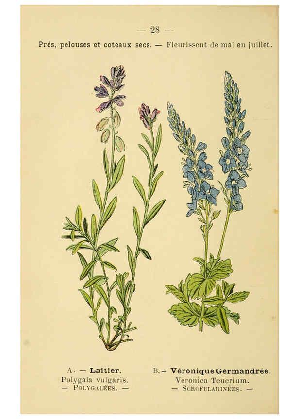 Reproducción/Reproduction 6022552286: Atlas de poche des plantes des champs, des prairies et des bois Paris :P. Klincksieck,[1894] 