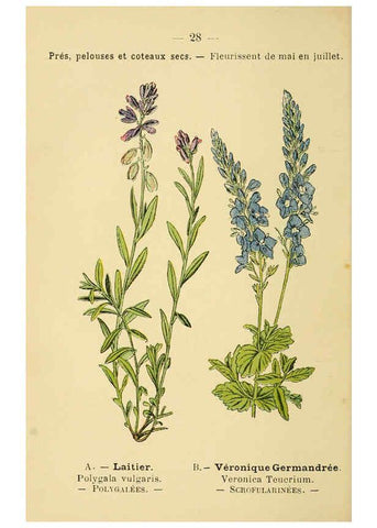Reproducción/Reproduction 6022552286: Atlas de poche des plantes des champs, des prairies et des bois Paris :P. Klincksieck,[1894] 
