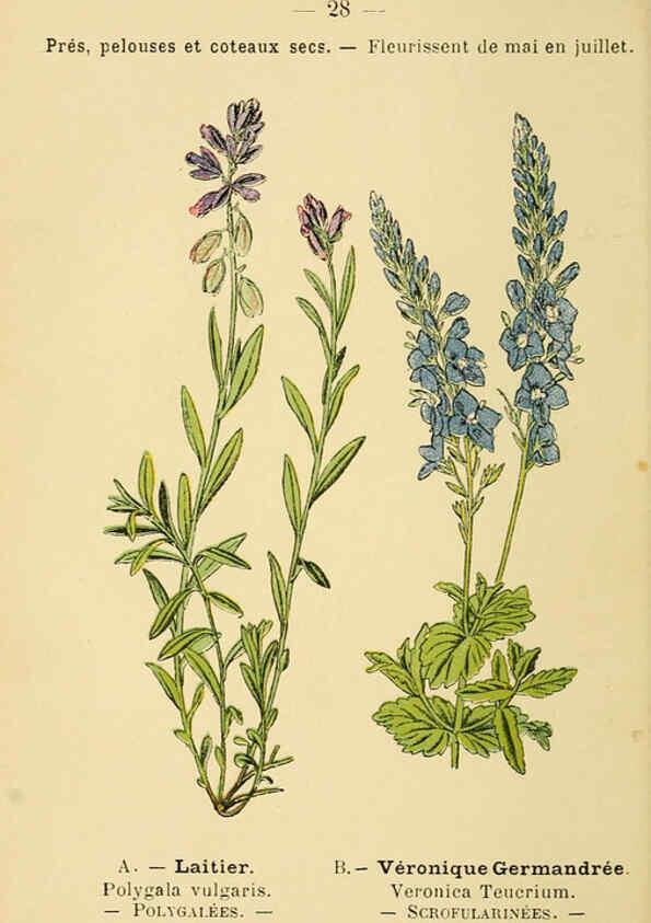 Reproducción/Reproduction 6022552286: Atlas de poche des plantes des champs, des prairies et des bois Paris :P. Klincksieck,[1894] 