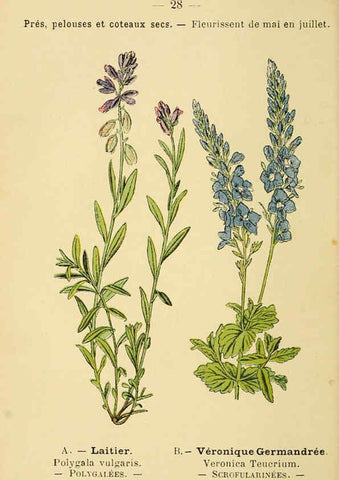 Reproducción/Reproduction 6022552286: Atlas de poche des plantes des champs, des prairies et des bois Paris :P. Klincksieck,[1894] 