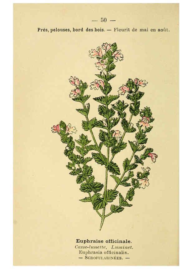 Reproducción/Reproduction 6022560178: Atlas de poche des plantes des champs, des prairies et des bois Paris :P. Klincksieck,[1894] 