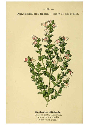 Reproducción/Reproduction 6022560178: Atlas de poche des plantes des champs, des prairies et des bois Paris :P. Klincksieck,[1894] 