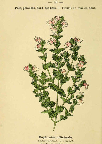 Reproducción/Reproduction 6022560178: Atlas de poche des plantes des champs, des prairies et des bois Paris :P. Klincksieck,[1894] 