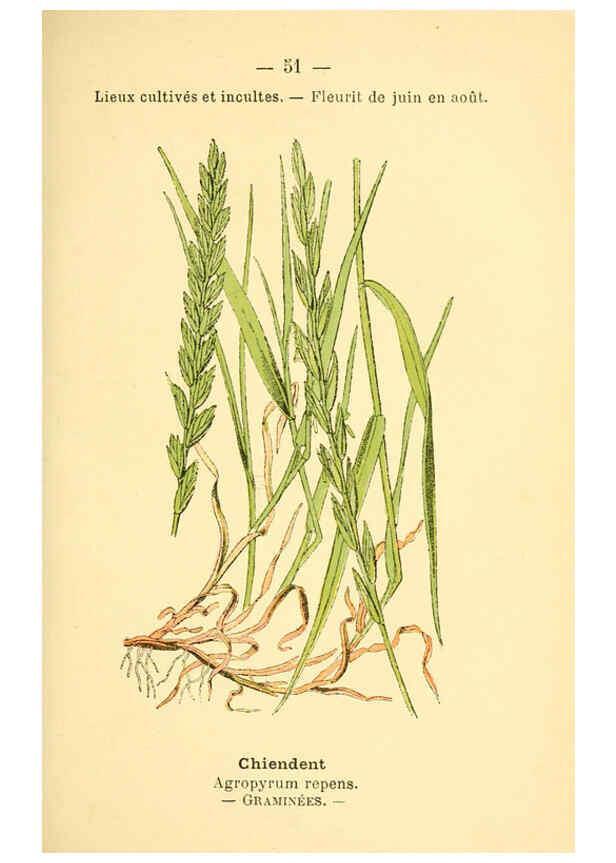Reproducción/Reproduction 6022003589: Atlas de poche des plantes des champs, des prairies et des bois Paris :P. Klincksieck,[1894] 