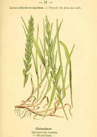 Reproducción/Reproduction 6022003589: Atlas de poche des plantes des champs, des prairies et des bois Paris :P. Klincksieck,[1894] 