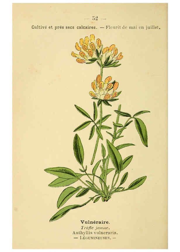 Reproducción/Reproduction 6022003865: Atlas de poche des plantes des champs, des prairies et des bois Paris :P. Klincksieck,[1894] 