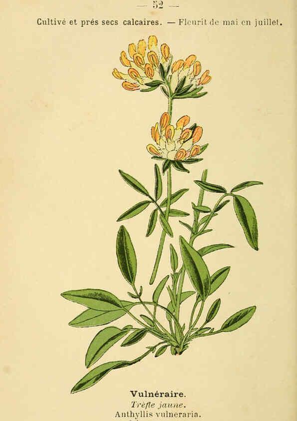 Reproducción/Reproduction 6022003865: Atlas de poche des plantes des champs, des prairies et des bois Paris :P. Klincksieck,[1894] 