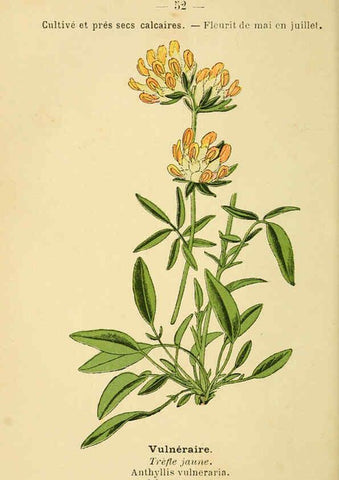 Reproducción/Reproduction 6022003865: Atlas de poche des plantes des champs, des prairies et des bois Paris :P. Klincksieck,[1894] 