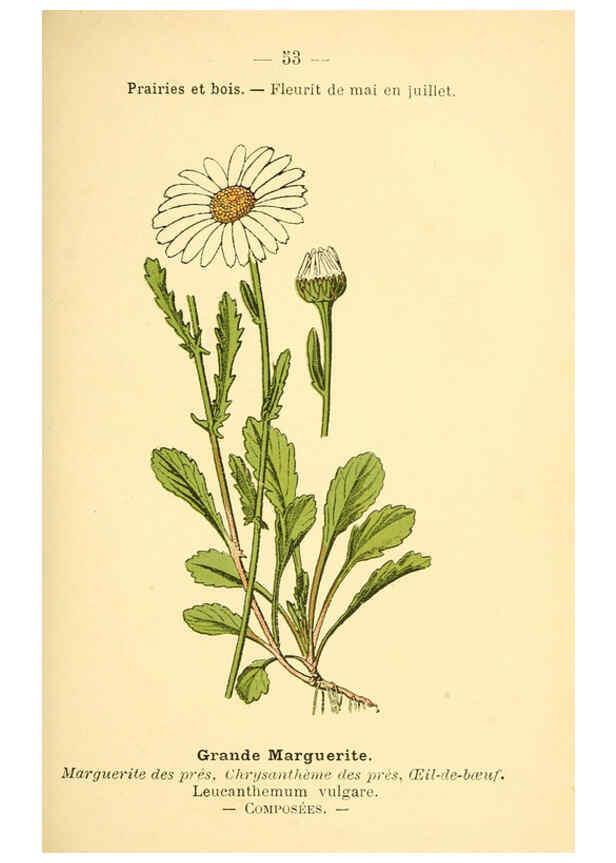 Reproducción/Reproduction 6022561176: Atlas de poche des plantes des champs, des prairies et des bois Paris :P. Klincksieck,[1894] 