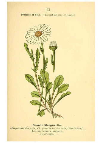 Reproducción/Reproduction 6022561176: Atlas de poche des plantes des champs, des prairies et des bois Paris :P. Klincksieck,[1894] 