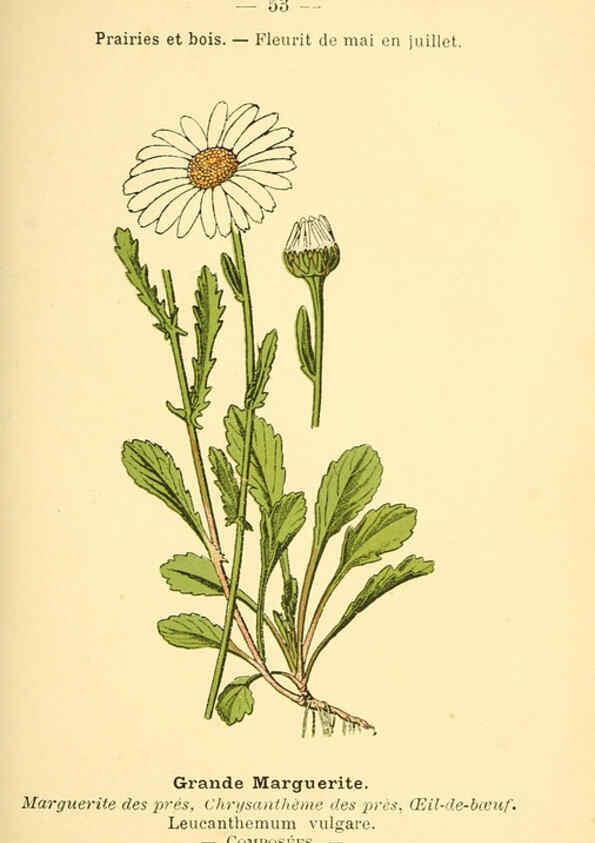 Reproducción/Reproduction 6022561176: Atlas de poche des plantes des champs, des prairies et des bois Paris :P. Klincksieck,[1894] 