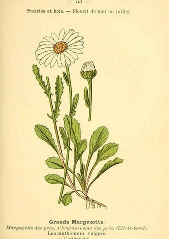 Reproducción/Reproduction 6022561176: Atlas de poche des plantes des champs, des prairies et des bois Paris :P. Klincksieck,[1894] 
