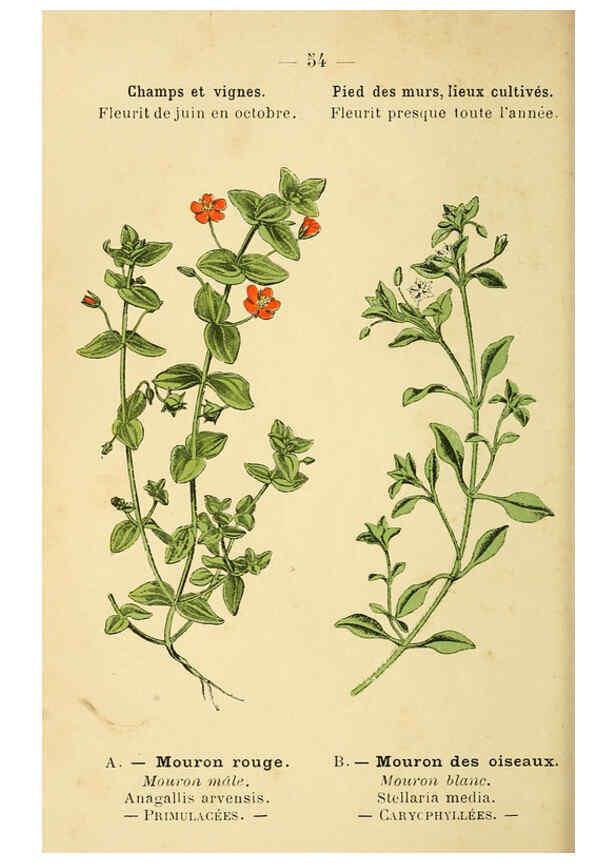 Reproducción/Reproduction 6022561568: Atlas de poche des plantes des champs, des prairies et des bois Paris :P. Klincksieck,[1894] 