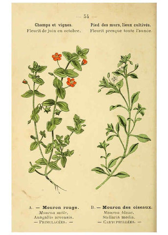 Reproducción/Reproduction 6022561568: Atlas de poche des plantes des champs, des prairies et des bois Paris :P. Klincksieck,[1894] 