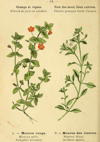 Reproducción/Reproduction 6022561568: Atlas de poche des plantes des champs, des prairies et des bois Paris :P. Klincksieck,[1894] 