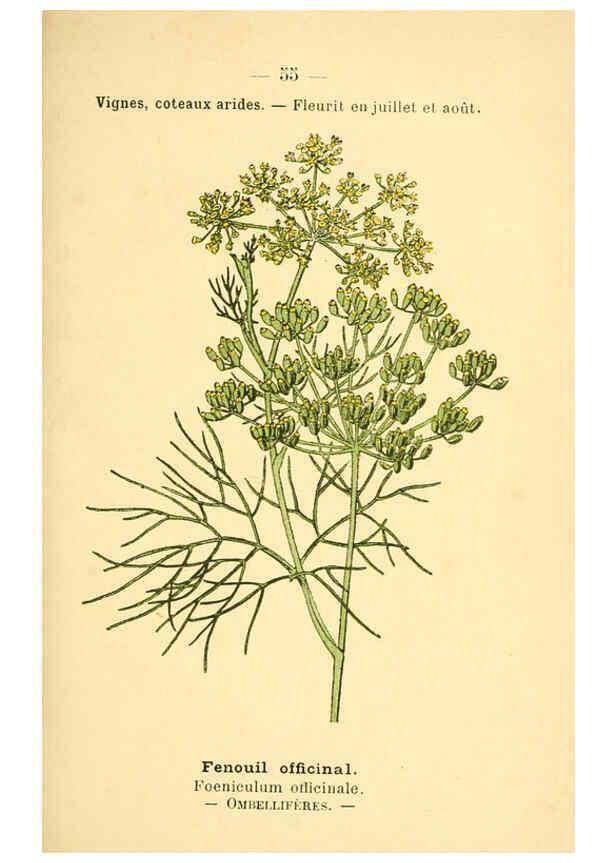 Reproducción/Reproduction 6022562110: Atlas de poche des plantes des champs, des prairies et des bois Paris :P. Klincksieck,[1894] 