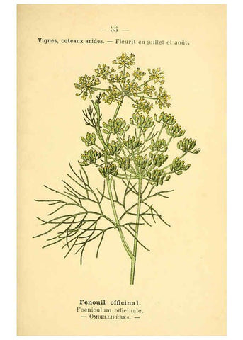 Reproducción/Reproduction 6022562110: Atlas de poche des plantes des champs, des prairies et des bois Paris :P. Klincksieck,[1894] 