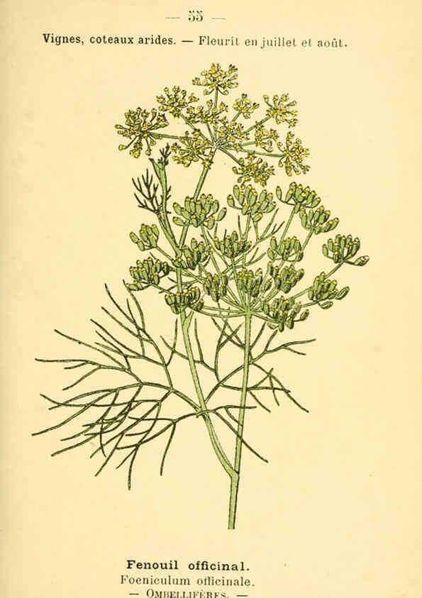 Reproducción/Reproduction 6022562110: Atlas de poche des plantes des champs, des prairies et des bois Paris :P. Klincksieck,[1894] 