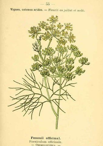 Reproducción/Reproduction 6022562110: Atlas de poche des plantes des champs, des prairies et des bois Paris :P. Klincksieck,[1894] 