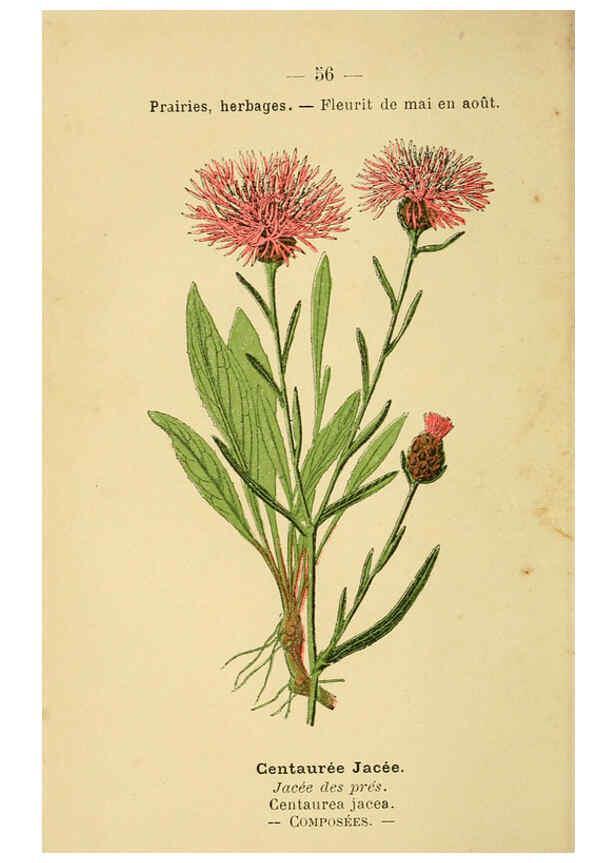Reproducción/Reproduction 6022005511: Atlas de poche des plantes des champs, des prairies et des bois Paris :P. Klincksieck,[1894] 