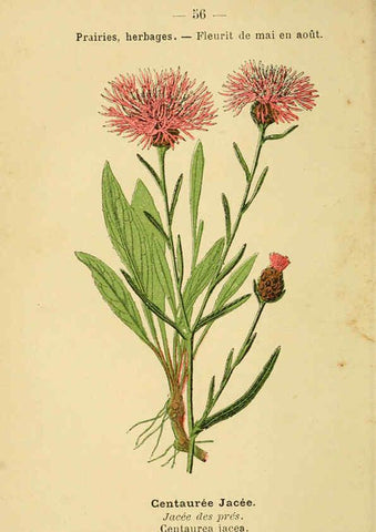 Reproducción/Reproduction 6022005511: Atlas de poche des plantes des champs, des prairies et des bois Paris :P. Klincksieck,[1894] 