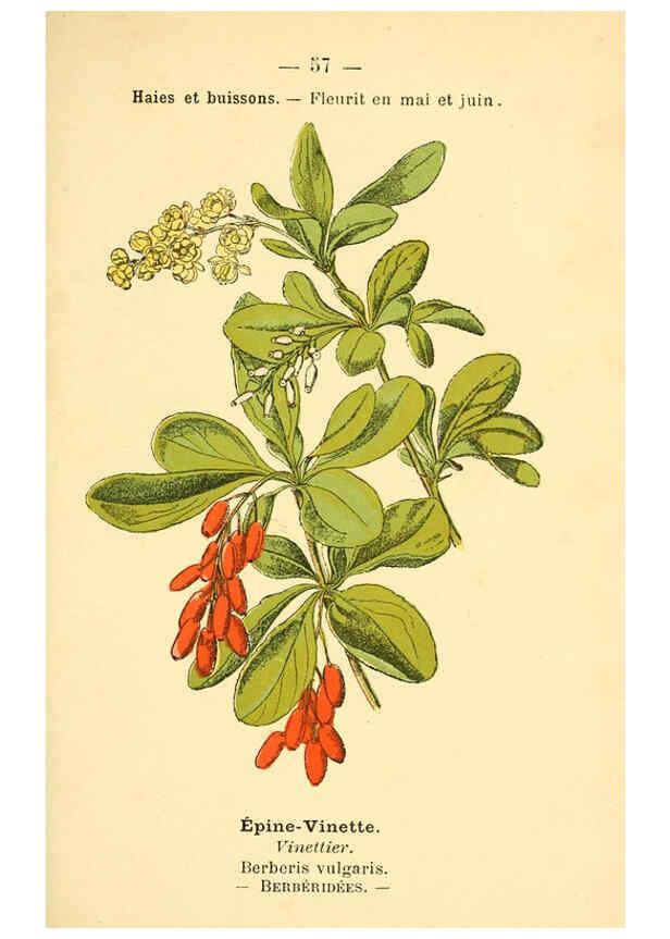 Reproducción/Reproduction 6022562734: Atlas de poche des plantes des champs, des prairies et des bois Paris :P. Klincksieck,[1894] 