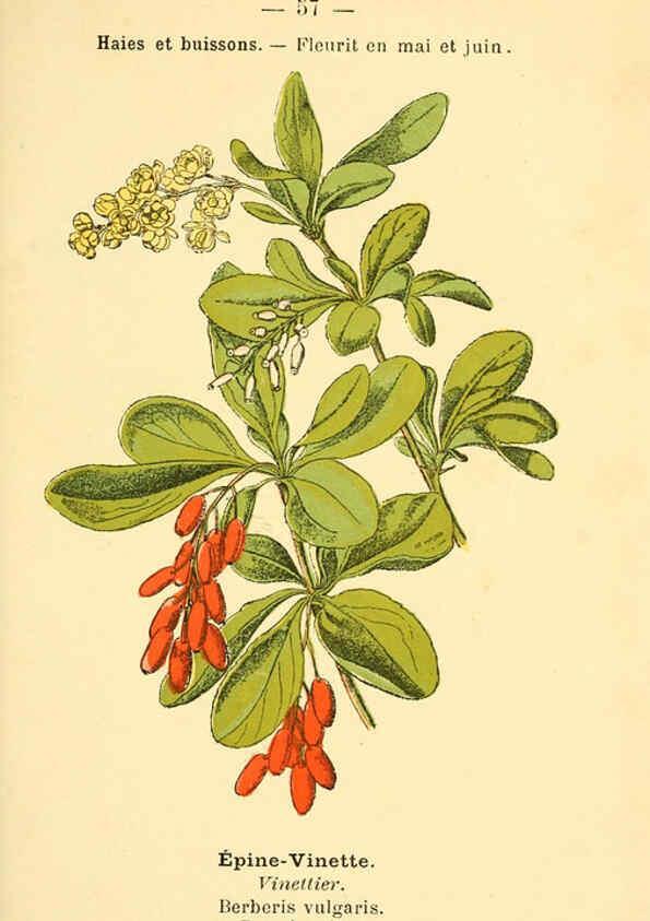 Reproducción/Reproduction 6022562734: Atlas de poche des plantes des champs, des prairies et des bois Paris :P. Klincksieck,[1894] 