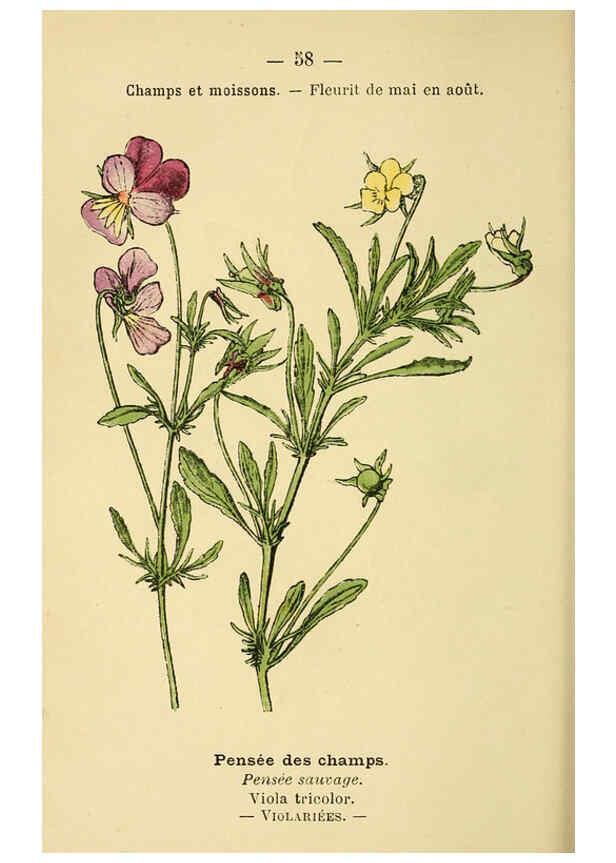 Reproducción/Reproduction 6022006057: Atlas de poche des plantes des champs, des prairies et des bois Paris :P. Klincksieck,[1894] 