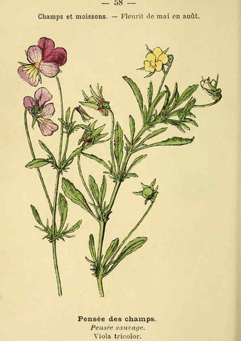 Reproducción/Reproduction 6022006057: Atlas de poche des plantes des champs, des prairies et des bois Paris :P. Klincksieck,[1894] 