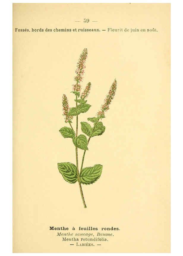 Reproducción/Reproduction 6022563436: Atlas de poche des plantes des champs, des prairies et des bois Paris :P. Klincksieck,[1894] 