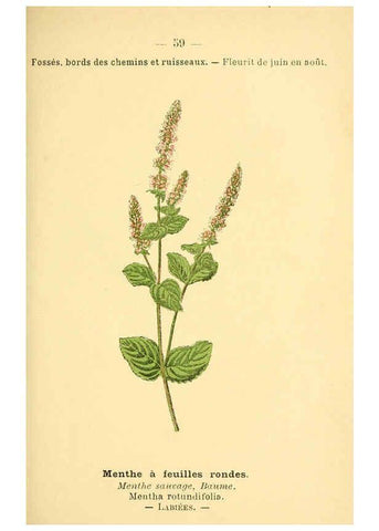 Reproducción/Reproduction 6022563436: Atlas de poche des plantes des champs, des prairies et des bois Paris :P. Klincksieck,[1894] 