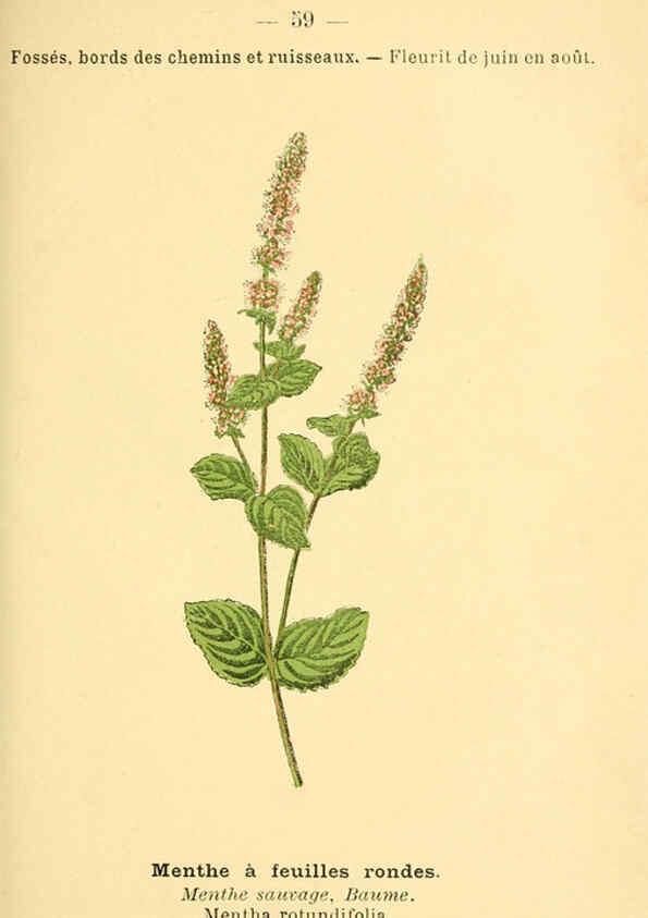 Reproducción/Reproduction 6022563436: Atlas de poche des plantes des champs, des prairies et des bois Paris :P. Klincksieck,[1894] 